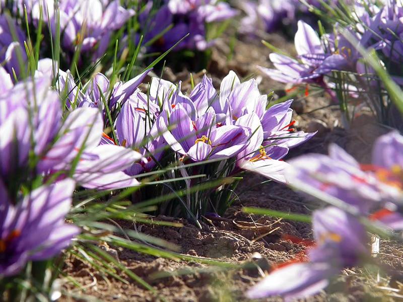 saffron flowers in the field