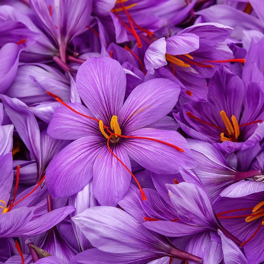 Where to Buy Premium Saffron Online in Canada: A Buyer's Guide