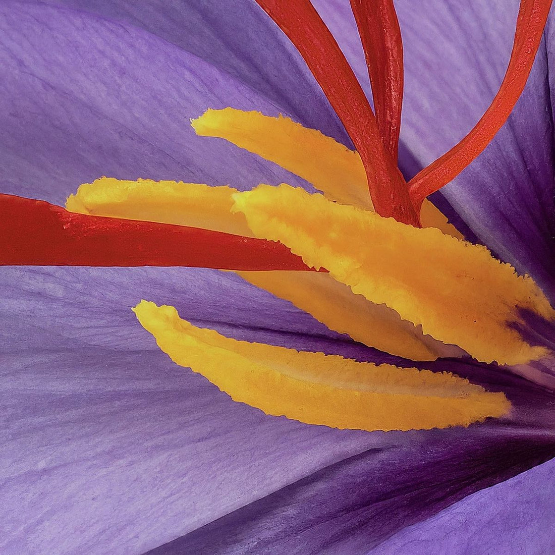 Premium saffron threads in a ceramic dish beside a golden saffron risotto, styled for Calgary home cooks
