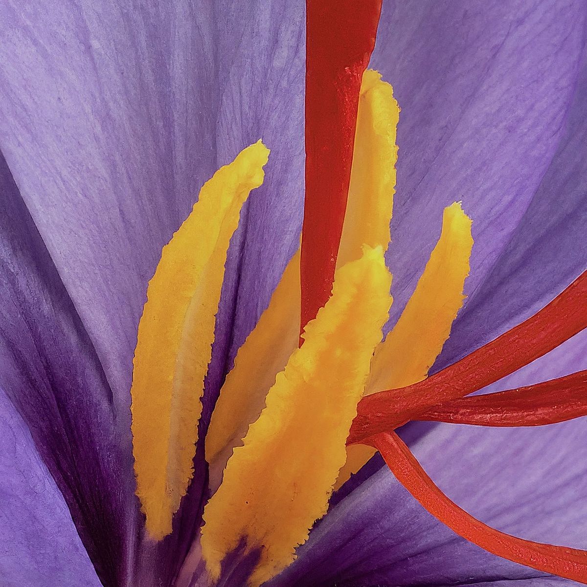 Premium saffron threads in a ceramic dish beside a golden saffron risotto, styled for Calgary home cooks