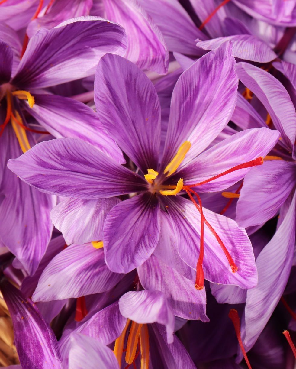 Close-up of premium saffron threads on marble with a brass spoon — why saffron is the world's most expensive spice