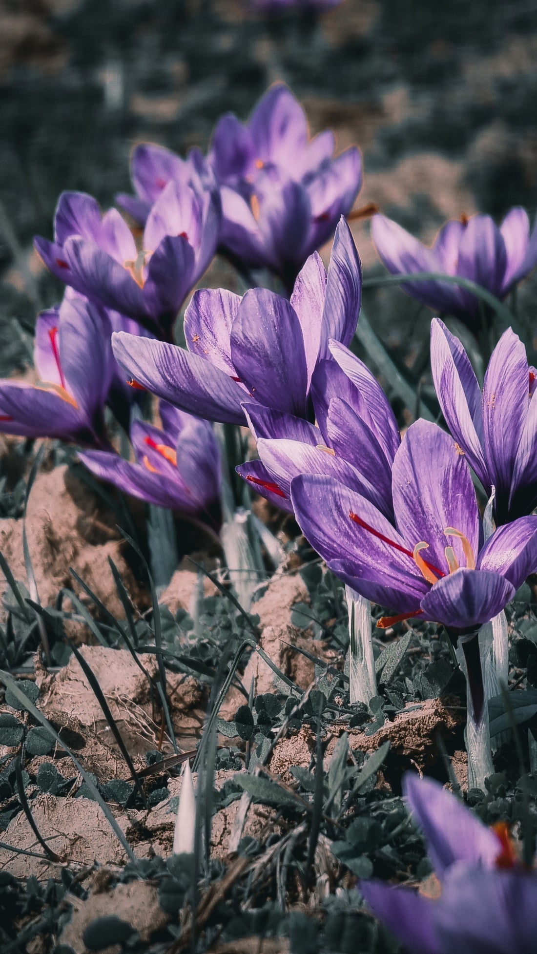 Saffron natural flowers in the field. 