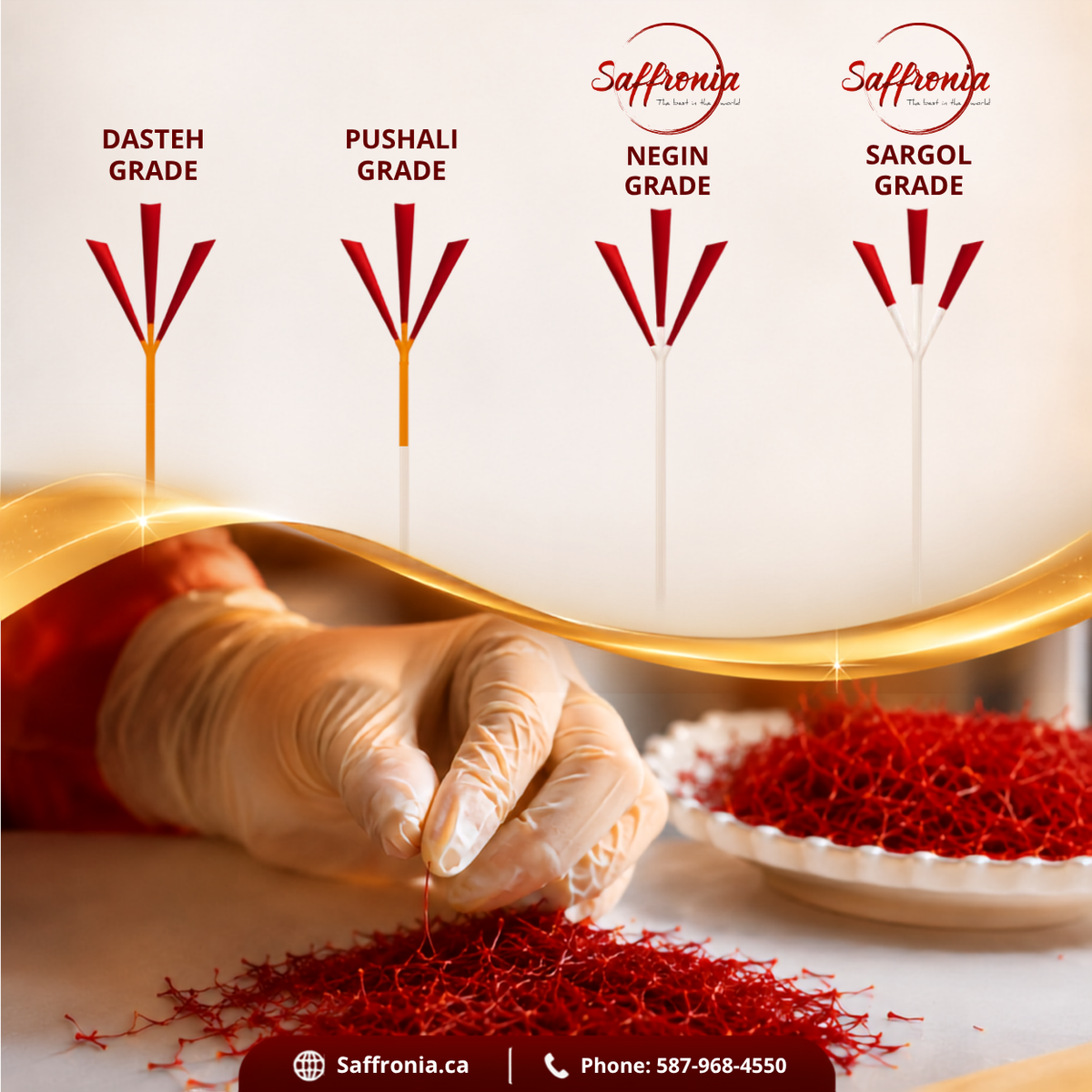 Four types of saffron grades labeled Dasteh Grade, Pushali Grade, Negin Grade, and Sargol Grade, with a hand in a glove handling loose red saffron threads and a bowl of saffron on a white background.